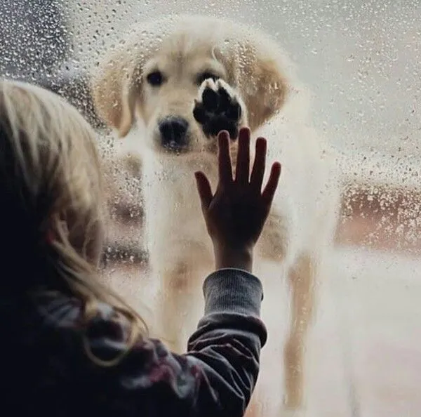 ¿Un Perro Viejo Puede Sufrir Disfunción Cognitiva? Guía Completa Sobre La Demencia Senil Canina 7 Un Perro Viejo Puede Sufrir Difusion Cognitiva